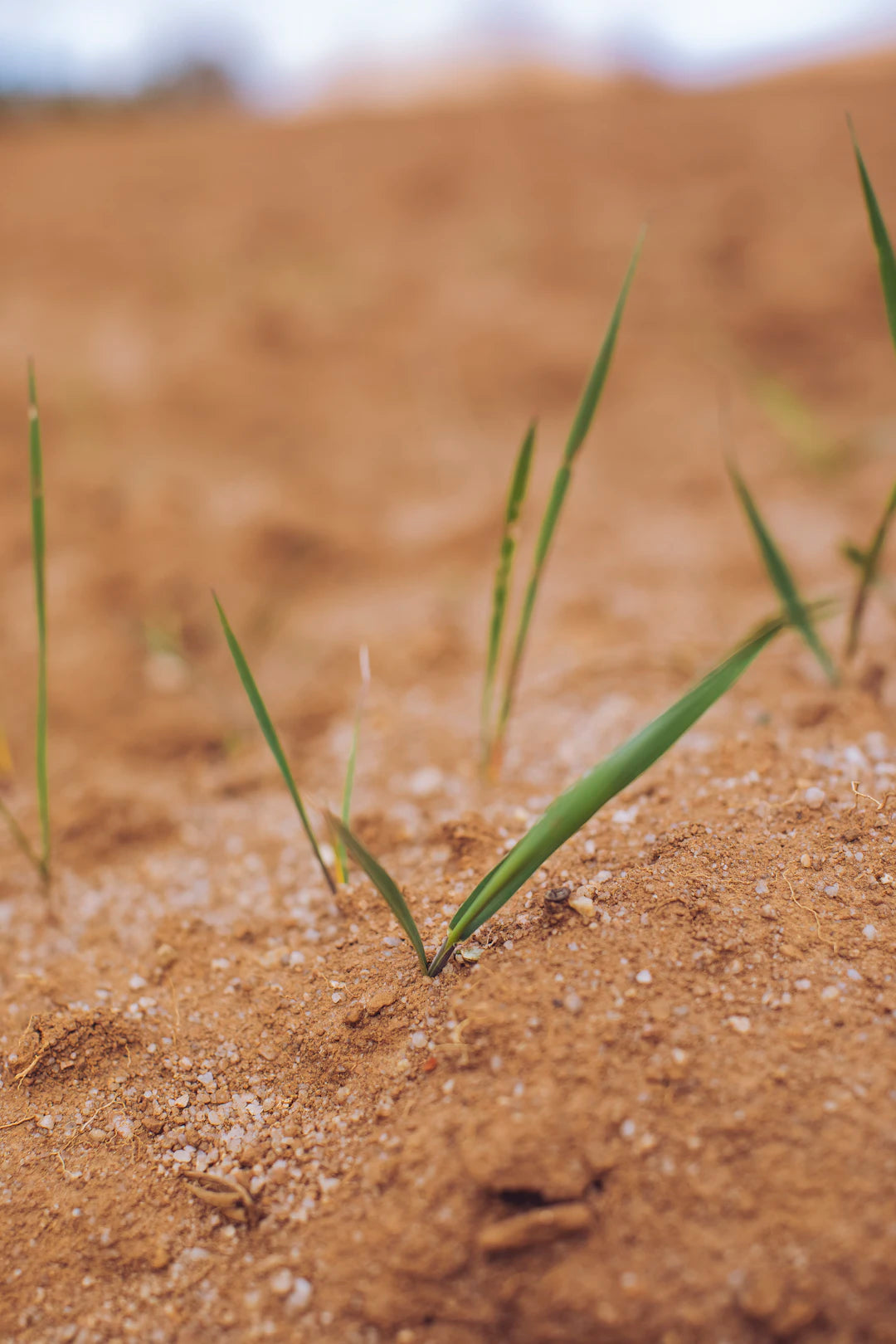 Preserving Nature’s Bounty: Embrace Seasonal Ingredients for Sustainable Pickles